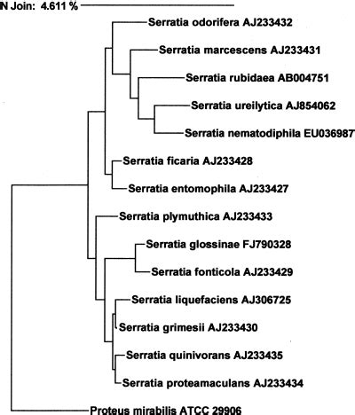 serratia sauce|Serratia Infections: from Military Experiments to Current Practice.